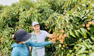 Đẩy mạnh cấp mã số vùng trồng 