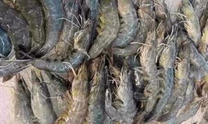 Loại thực phẩm quen thuộc không tốt cho bệnh tiểu đường