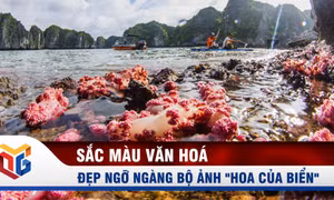 Đẹp ngỡ ngàng bộ ảnh "Hoa của biển" của NSNA Đỗ Giang