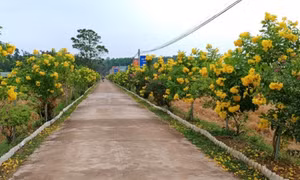Phụ nữ Đông Hải vì một môi trường xanh văn minh- hạnh phúc