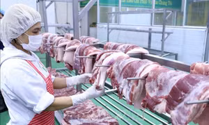 Giá lợn hơi tiếp tục giảm bất chấp việc ngừng nhập khẩu lợn sống từ Thái Lan