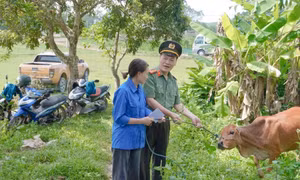 Hải Hà: Trao tặng bò giống sinh sản cho hộ nghèo