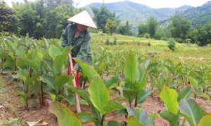 Bình Liêu chú trọng tái cơ cấu ngành nông nghiệp 
