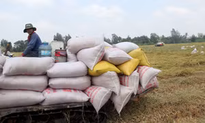 Nông dân gặp khó vì giá phân bón