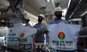 Chưa đủ cơ sở để tạm ngừng xuất khẩu phân bón