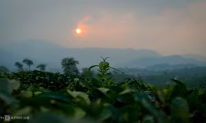 Ngắm hoàng hôn trên đồi chè Phú Thọ
