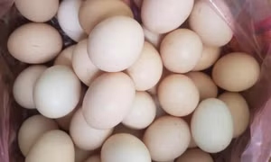 Trứng gà tăng giá gấp đôi vẫn "cháy" hàng