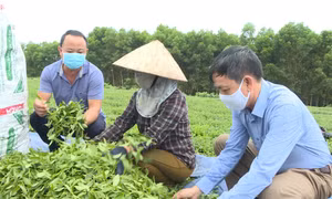 Phát triển sản phẩm chè Hải Hà theo chuỗi hợp tác sản xuất
