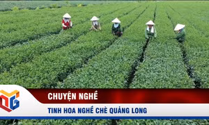 Tinh hoa chè Quảng Long