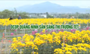 OCOP Quảng Ninh sẵn sàng thị trường Tết