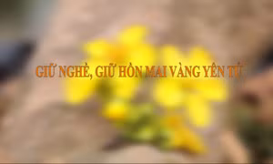 Giữ nghề, giữ hồn mai vàng Yên Tử