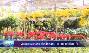 Vùng hoa Hoành Bồ sẵn sàng cho thị trường Tết