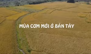 Mùa cơm mới ở bản Tày