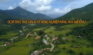OCOP - Thúc đẩy sản xuất nông nghiệp hàng hóa miền núi