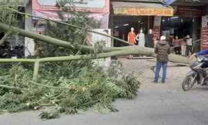 Cây hơn 10m bất ngờ đổ xuống đường đúng lúc 2 cô gái đi xe máy qua