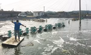 Thắng lợi tôm vụ đông