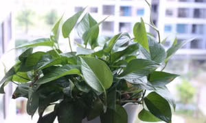 Loại cây cân bằng độ ẩm và giảm nấm mốc