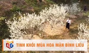 Tinh khôi mùa hoa mận Bình Liêu