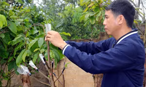 Chuyện hồi sinh giống mai vàng Yên Tử ở Bình Khê