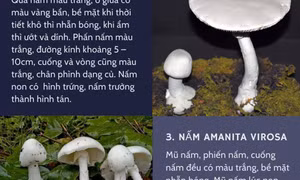 Nấm độc vào mùa: Những điều cần biết để an toàn khi dùng nấm