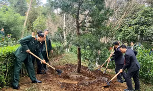 Trồng 102 cây tùng Cô Tô tại Khu di tích K9 