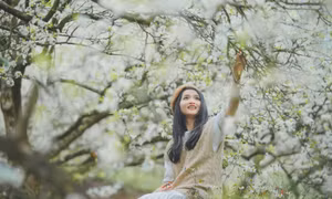 Hai điểm ngắm hoa mận đẹp nhất Mộc Châu