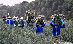 Qua thời ‘đua sản lượng’, trái cây Việt bước vào cuộc chơi mới