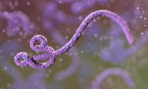 Virus Marburg và Ebola giống nhau không?