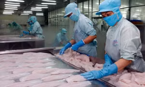 Xuất khẩu cá tra: Vì sao chế biến sâu chỉ chiếm 2%?
