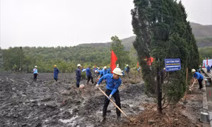 Than Quang Hanh ra quân trồng 6.000 cây xanh
