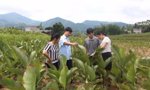 Quản lý dịch hại tổng hợp trên cây trồng 