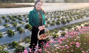 Dâu tây Bình Liêu - Mô hình kinh tế mới hiệu quả