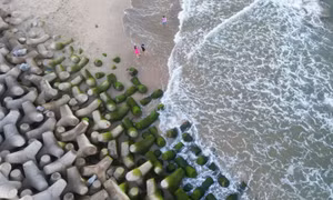 Mùa rêu bên kè chắn sóng sông Trà Khúc