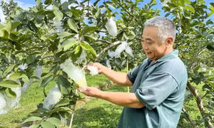 Xây dựng điển hình nông thôn mới kiểu mẫu