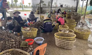 Khẩn trương di chuyển các cơ sở chế biến hàu ra khỏi khu dân cư