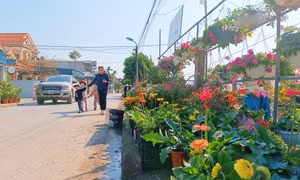 Phát triển du lịch từ trồng hoa 