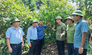 Ba Chẽ: Phát triển kinh tế rừng bề vững