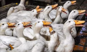 WHO đánh giá nguy cơ lây lan virus cúm gia cầm H5N1 tại Campuchia