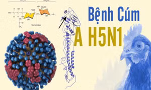 Campuchia ghi nhận 1 bé gái tử vong do cúm gia cầm H5N1