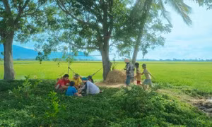 Tại sao “Kính Vạn Hoa” không thành công ngoài rạp?