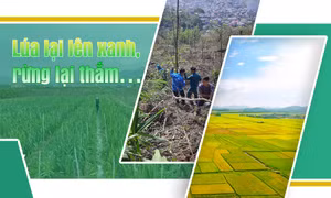 Lúa lại lên xanh, rừng lại thắm…