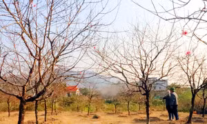 Xuân sớm ở Hội chợ hoa đào Vân Đồn 