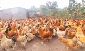 Gà Tiên Yên ở Nà Cà