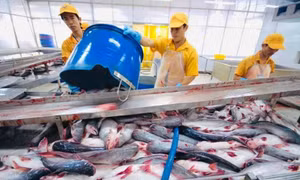 Trung Quốc vẫn là điểm đến hàng đầu của cá tra Việt