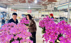 Hạ Long: Tổ chức 8 điểm chợ hoa xuân phục vụ Tết Ất Tỵ 2025