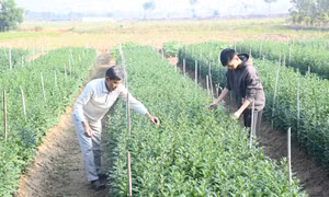 Hai anh em song sinh cùng tình nguyện nhập ngũ