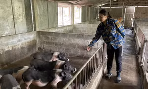 Nông dân thi đua sản xuất kinh doanh giỏi