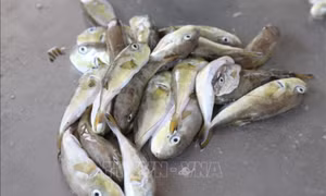 Khuyến cáo người dân không đánh bắt, mua bán, sử dụng cá nóc
