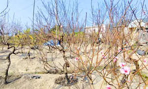 Sắc xuân về trên “thủ phủ” đào phai Vân Đồn 