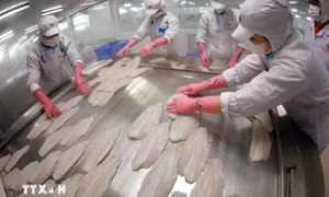 Xuất khẩu cá tra giá trị gia tăng sang Mỹ tăng 2182%